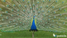 Παγώνι (Pavo)