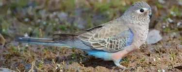 Παπαγάλος του Μπουρκ - Bourke's parrot (Neopsephotus bourkii)