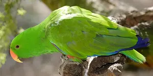 Παπαγάλοι Εκλέκτους (Eclectus roratus)