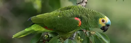 Blue fronted Amazon (Amazona aestiva)