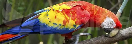 Σκάρλετ Μακάο - Scarlet Macaw (Ara macao)