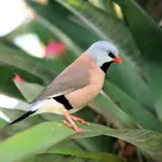 grass-finch-glennis-siverson.webp