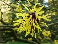 witchhazelhamamelis.webp