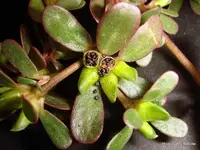 Portulaca_oleracea__Purslane-016.webp