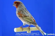 greywing_red_mozaik_t2.jpg