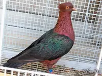 Archangel Pigeon-0076.webp