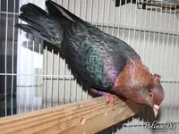 Archangel Pigeon-0084.webp