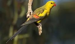 Regent parakeet (Polytelis anthopeplus)