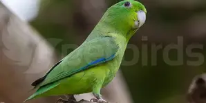 Parrotlet, οι παπαγάλοι μινιατούρα