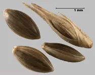 invasive_plants_seed_factsheet_panicum_capillare_03cnsh_1475605151588_fra.webp