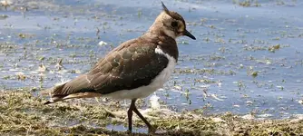 Καλημάνα (Vanellus vanellus)