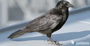 Μαυροκουρούνα (Corvus corone)