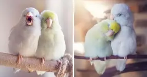 Ζευγάρια Parrotlets