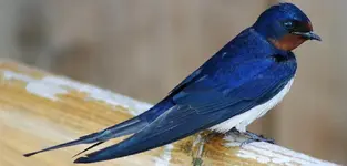 Σταβλοχελίδονο (Hirundo rustica)