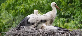 Πελαργός (Ciconia ciconia)