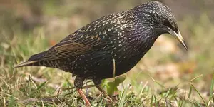 Ψαρόνι (Sturnus vulgaris)