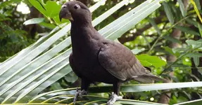 Παπαγάλος βάσα - Greater vasa parrot (Coracopsis vasa)