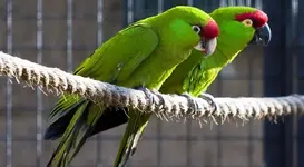 Thick-billed parrots