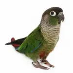 zeph_green_cheek_conure_photo_sculpture-rf11374ccd0a243d7804bd06aa49c294e_x7saw_8byvr_540.jpg