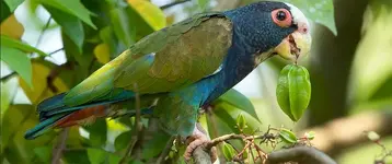 Παπαγάλος White-crowned (Pionus senilis)