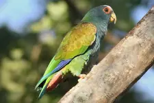 white-crowned-pionus.jpg