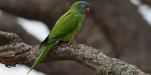 Blue-crowned parakeet (Thectocercus acuticaudatus)