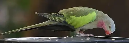 Princess parrot (Polytelis alexandrae)