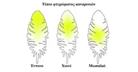 Τύποι φτερώματος καναρινιών