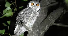 white-faced-owl.jpg