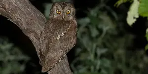 Γκιώνης (Otus scops)