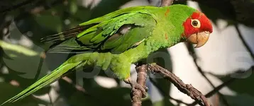 Red-masked parakeet (Psittacara erythrogenys)