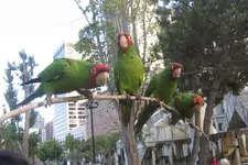 Cherry-headed conures