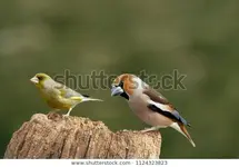 hawfinch-coccothraustes-european-greenfinch-carduelis-600w-1124323823.jpg