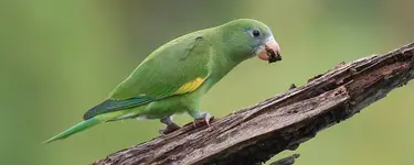 White-winged parakeet (Brotogeris versicolurus)