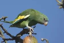 Canary-winged parakeet