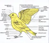 anatomia.webp