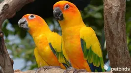 Sun parakeet - Sun Conure (Κίτρινη Κονούρα)