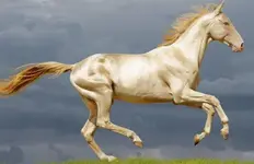 akhal-teke-images-850x550.jpg