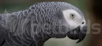 Αναταξινόμηση του African Grey από το Παράρτημα ΙΙ στο Ι της CITES