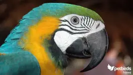 news-macaw-800x450.webp