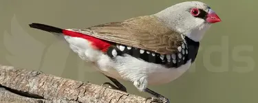 Diamond firetail (Stagonopleura guttata)