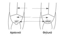 Αναγνώριση φύλου από τη σχισμή της αμάρας