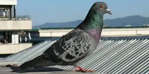 7-blue_pigeon.jpg