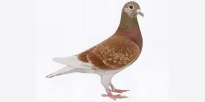 9-pigeon-red.jpg