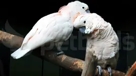 Μολούκαν κοκατού - Salmon-crested (Cacatua moluccensis)