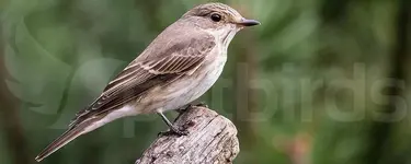 Σταχτομυγοχάφτης (Muscicapa striata)