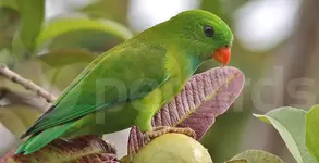 Vernal hanging parrot