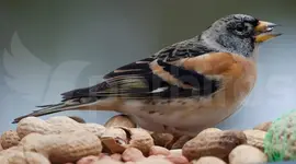 Χειμωνόσπινος - Brambling (Fringilla montifringilla)