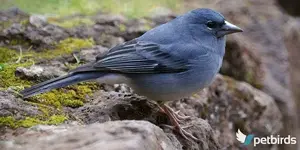 Μπλε Σπίνος της Τενερίφης - Tenerife Blue Chaffinch