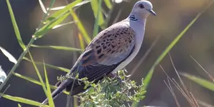 Τρυγόνι (Streptopelia turtur)